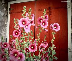 фото "colours in the street"