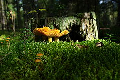 photo "***"