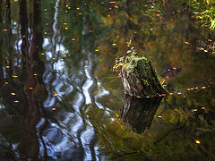 photo "***"