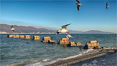 photo "The seagulls"