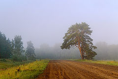 фото "Придорожная"