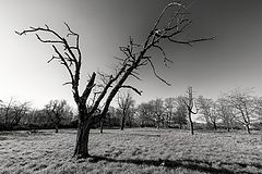 photo "(like) Dead Vlei"