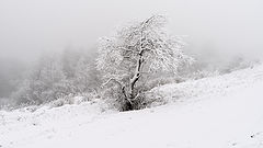 photo "***"