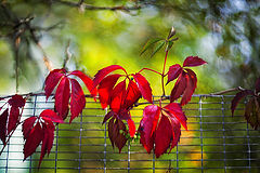 photo "***"