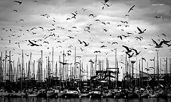 photo "seagulls"