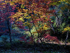 photo "***"