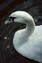 photo "лебедь"