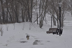 фото "Беспризорность."