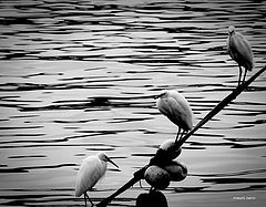 photo "in the port"