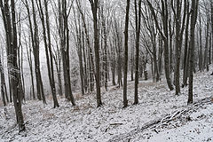 photo "***"