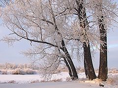 фото "Белый этюд"