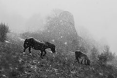photo "***"