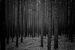 photo "monoculture"