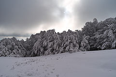 photo "***"