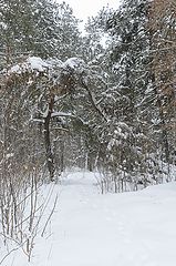 photo "***"