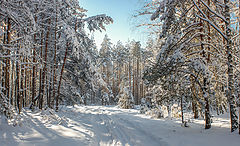 фото "По зимней лесной дороге"