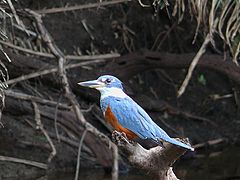 photo "Martim pescador."