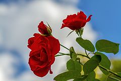 photo "***"