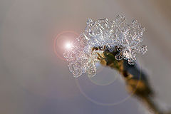 photo "***"