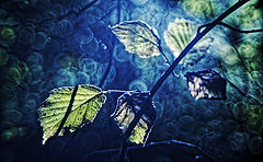 фото "***"