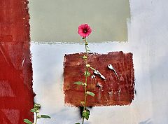 фото "***"