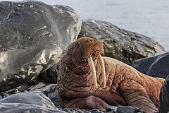 фото "Одинокий морж"