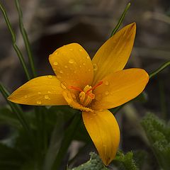 фото "Предвестник Весны"