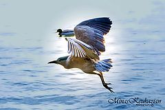  Black-crowned night heron