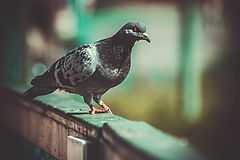 photo "голубь"