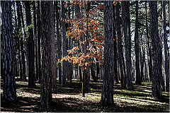 photo "***"