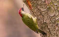  Green woodpecker