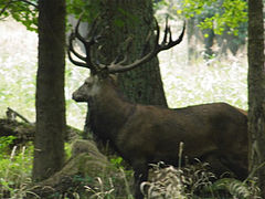фото "Wildlife"