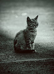 photo "медитация"