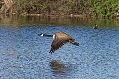  Canadian geese