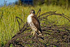  Red tailed hawk