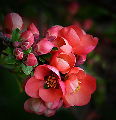 photo "***"