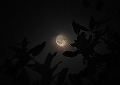 photo "***"