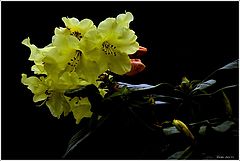 photo "***"