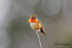  Rufous Hummingbird