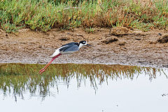  Black-necked Stilt