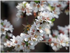 photo "Felt cherry blossoms"