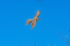  Cooper's hawk