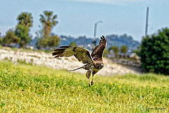  Red tailed hawk