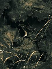 photo "***"