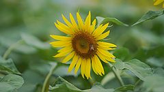 photo "sunflower"
