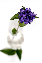 photo "***"