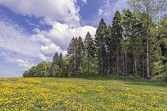 фото "Опушка"