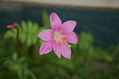 photo "flower"