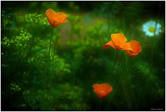 photo "***"