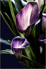 photo "***"